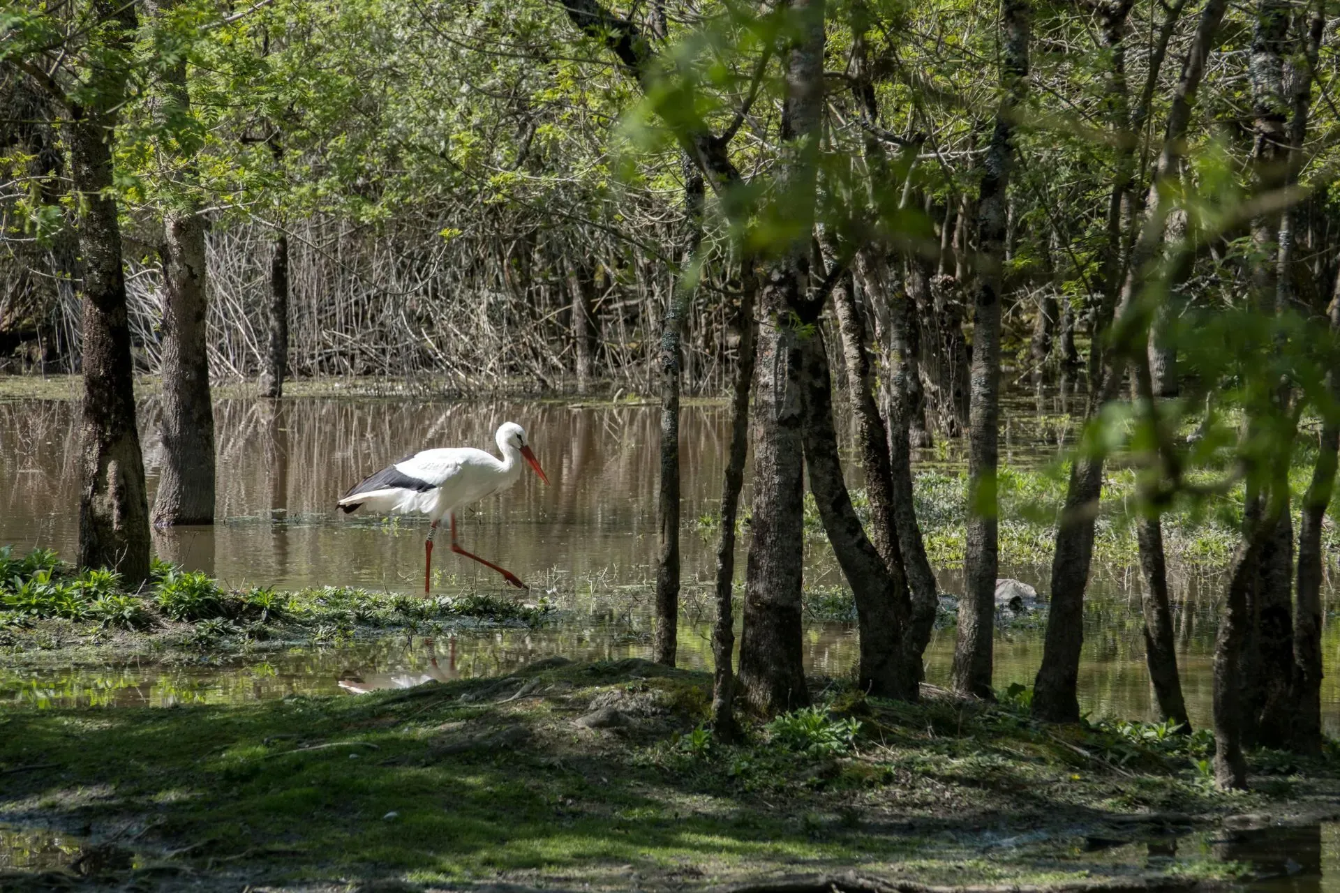Le marais aux Oiseaux